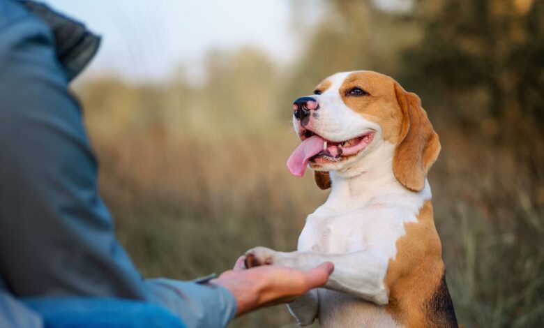 Dog Training and Care: Essential Strategies for Every Dog Owner