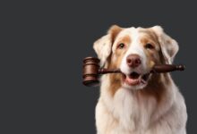 How Ongoing Legal and Cultural Shifts in 2026 Are Quietly Rewriting the Way You Care for Your Dog