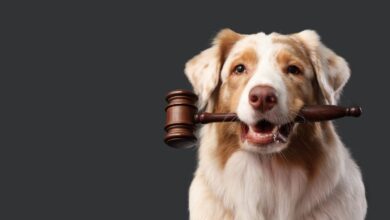How Ongoing Legal and Cultural Shifts in 2026 Are Quietly Rewriting the Way You Care for Your Dog
