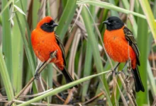 Understanding Bird Behaviour Before Choosing a Deterrent