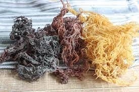 Jamaican Sea Moss