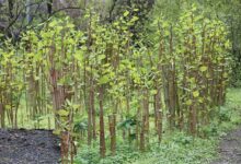 Japanese Knotweed