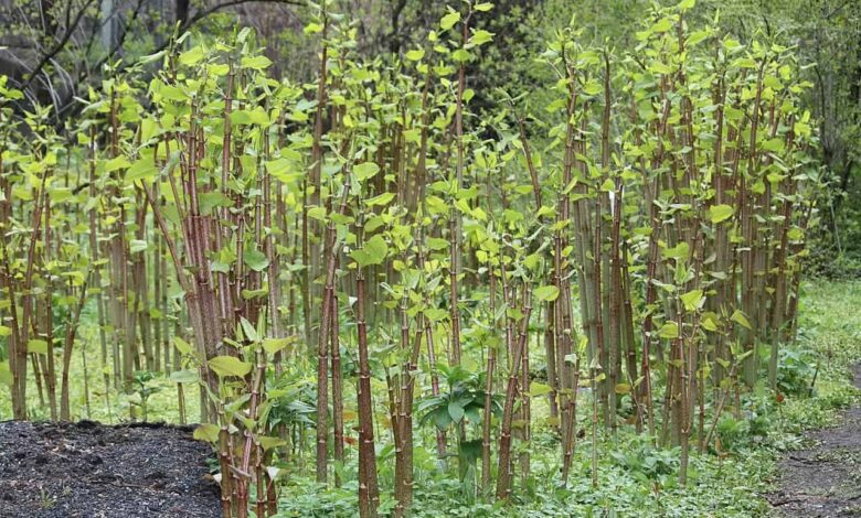 Japanese Knotweed