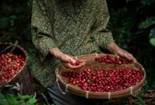 Green Coffee Beans from Indonesia
