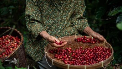 Green Coffee Beans from Indonesia