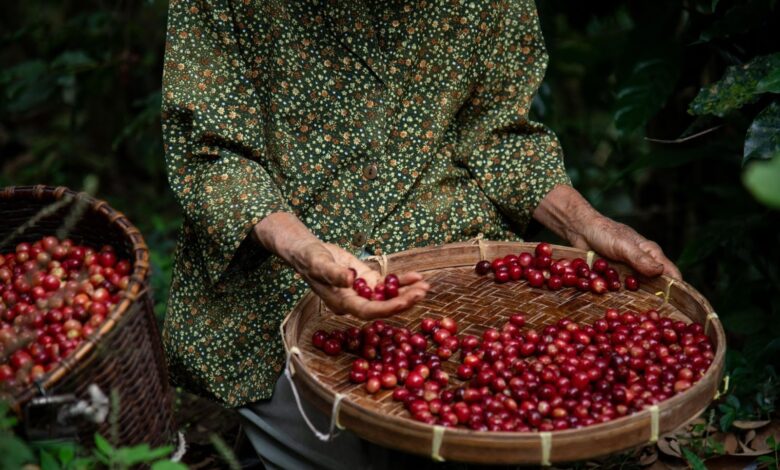 Green Coffee Beans from Indonesia