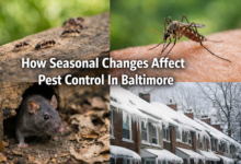 How Seasonal Changes Affect Pest Control In Baltimore?