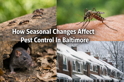 How Seasonal Changes Affect Pest Control In Baltimore?