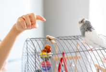 How to Clean a Bird Feeder Properly