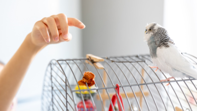 How to Clean a Bird Feeder Properly