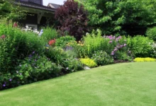 How to keep your lawn in top condition