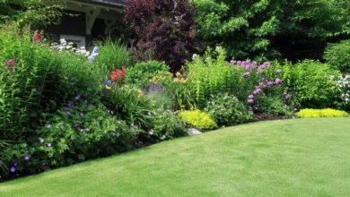 How to keep your lawn in top condition