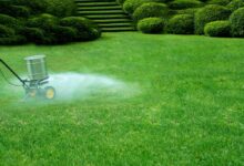Greenest Grass