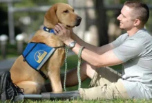 Service Animal