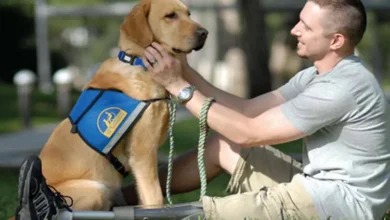 Service Animal