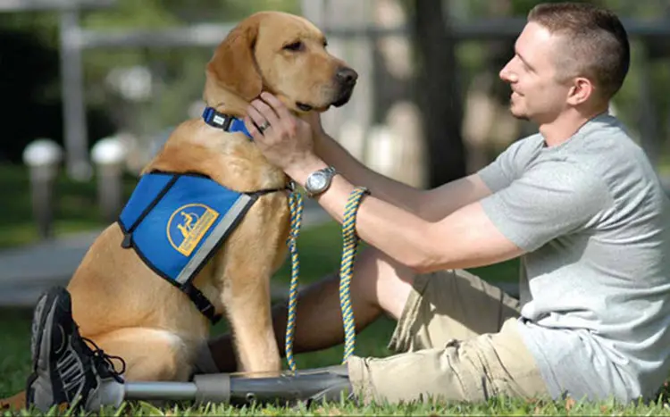 Service Animal