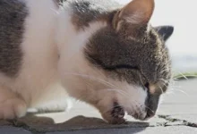 Vomiting in Cats Hairballs or a Serious Problem