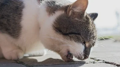 Vomiting in Cats Hairballs or a Serious Problem