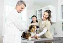Why Preventive Veterinary Care Matters for Every Pet Owner
