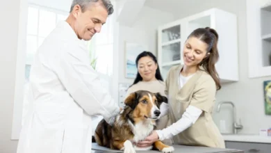Why Preventive Veterinary Care Matters for Every Pet Owner
