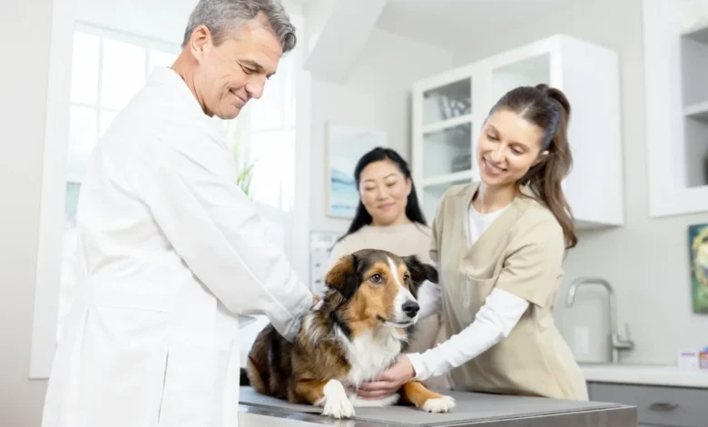 Why Preventive Veterinary Care Matters for Every Pet Owner