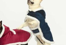 French Bulldog Clothes