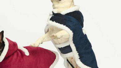 French Bulldog Clothes