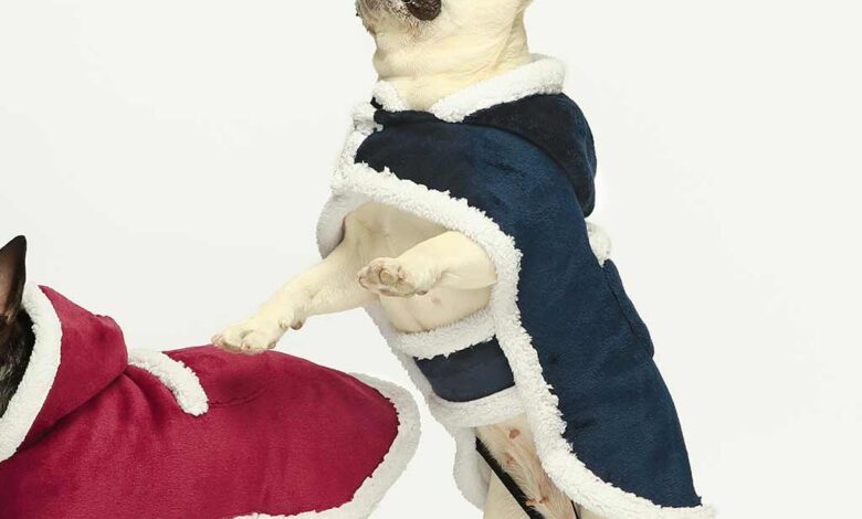 French Bulldog Clothes