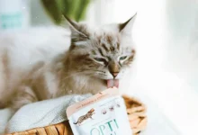 How Do Cat Probiotics Support Gut Health