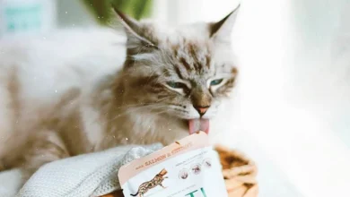 How Do Cat Probiotics Support Gut Health