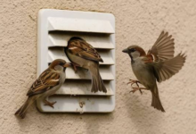 How Poor Hygiene Attracts Fleas and Birds to Your Property
