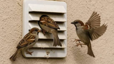 How Poor Hygiene Attracts Fleas and Birds to Your Property