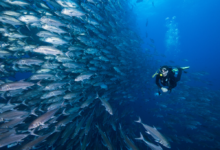 Scuba Diving