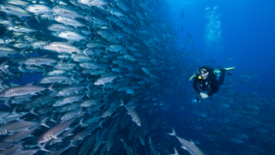 Scuba Diving