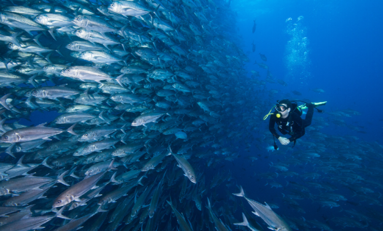 Scuba Diving