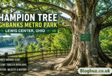 champion tree lewis center ohio highbanks metro park