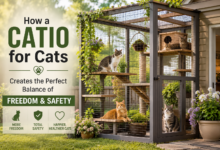 How a Catio for Cats Creates the Perfect Balance of Freedom and Safety