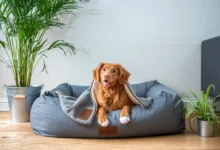 pregnant dog