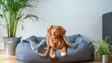 pregnant dog
