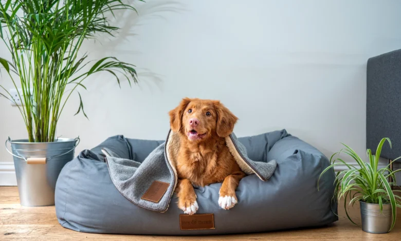 pregnant dog