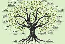 Arabic Root System